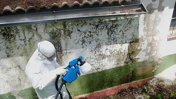 Trusted Attic Mold Removal service in Dillsburg, PA - Cheap Mold Removal